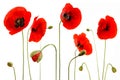 Red poppies isolated on white background Royalty Free Stock Photo