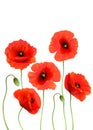 A Red Poppies isolated on white background. Royalty Free Stock Photo