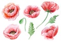 Red poppies isolated on white background. Field summer flowers. Watercolor. Royalty Free Stock Photo