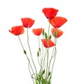 Red poppies isolated on white background. Wild spring wildflower. Remembrance day background