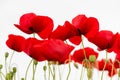 Red poppies isolated on white Royalty Free Stock Photo