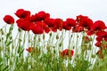 Red poppies isolated on white