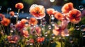 Red poppies with large soap bubbles, illuminated by the rays of the sun, grow on the lawn Royalty Free Stock Photo