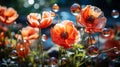 Red poppies with large soap bubbles, illuminated by the rays of the sun, grow on the lawn Royalty Free Stock Photo