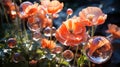 Red poppies with large soap bubbles, illuminated by the rays of the sun, grow on the lawn Royalty Free Stock Photo