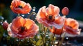 Red poppies with large soap bubbles, illuminated by the rays of the sun, grow on the lawn Royalty Free Stock Photo