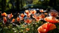 Red poppies with large soap bubbles, illuminated by the rays of the sun, grow on the lawn Royalty Free Stock Photo