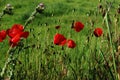 Red poppies in late spring Royalty Free Stock Photo