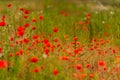 The red poppies are lost between the rails of the train