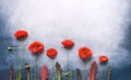 Red poppies and meadow grass as flat lay floral decoration on vintage background Royalty Free Stock Photo