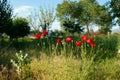 Red poppies in the meadow