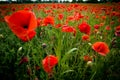 Red poppies on a meadow Royalty Free Stock Photo