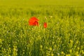 Red poppies in the middle of green and blue flax fields in Europe, France, Occitanie, Pyrenees Orientales in summer on a sunny day Royalty Free Stock Photo