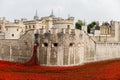 Red poppies in the moat of the Tower of London Royalty Free Stock Photo