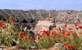 Red poppies near the ancient theater in Side, Turkey