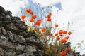 Red poppies on an old stone wall Royalty Free Stock Photo