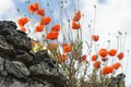 Red poppies on an old stone wall Royalty Free Stock Photo