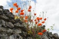 Red poppies on an old stone wall Royalty Free Stock Photo
