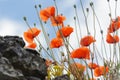 Red poppies on an old stone wall Royalty Free Stock Photo