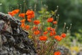 Red poppies on an old stone wall Royalty Free Stock Photo