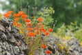 Red poppies on an old stone wall Royalty Free Stock Photo