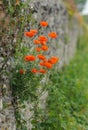 Red poppies on an old stone wall Royalty Free Stock Photo