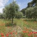 Red poppies and olive trees near luberon area in the french provence Royalty Free Stock Photo