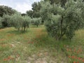 Red poppies and olive trees near luberon area in the french provence Royalty Free Stock Photo