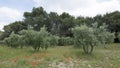 Red poppies and olive trees near luberon area in the french provence Royalty Free Stock Photo