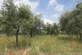 Red poppies and olive trees near luberon area in the french provence Royalty Free Stock Photo