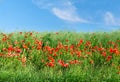 Red poppies in an open field with copyspace. Flowers growing amongst the tall grass outside. Natural beauty in nature Royalty Free Stock Photo