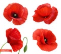 Red poppies. Papaver flowers 3d realistic vector icon set