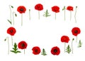 Red poppies Papaver rhoeas common names: corn poppy, corn rose, field poppy, Flanders poppy, red weed, coquelicot, headwark on