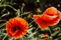 Red poppies. Papavera Roy flowers Royalty Free Stock Photo