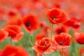 Red poppies in a poppies field. Remembrance or armistice day. Royalty Free Stock Photo