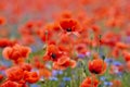 Red poppies in a poppies field. Remembrance or armistice day. Royalty Free Stock Photo