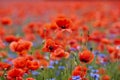 Red poppies in a poppies field. Remembrance or armistice day.