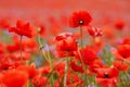 Red poppies in a poppies field. Remembrance or armistice day. Royalty Free Stock Photo