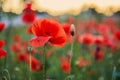 Red poppies in a poppies field. Remembrance or armistice day. Royalty Free Stock Photo