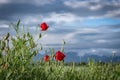 Red Poppies