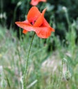 Red poppies. Poppy flower