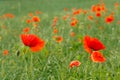 Red Poppies