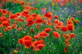 Red poppies and purple bells on a field background Royalty Free Stock Photo