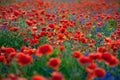 Red poppies and purple bells on green grass Royalty Free Stock Photo