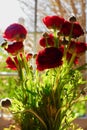 Red poppies