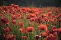 Red poppies. The remembrance poppy - poppy appeal.