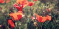 Red Poppies - retro filter. Poppy flowers along the Lycian Way.