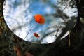 Red Poppies In Round Mirror In Summer Field - Trendy Image, Close To Nature .