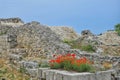 Red poppies on the ruins of Chersonesus Tauride