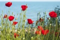 Red poppies on sea shore